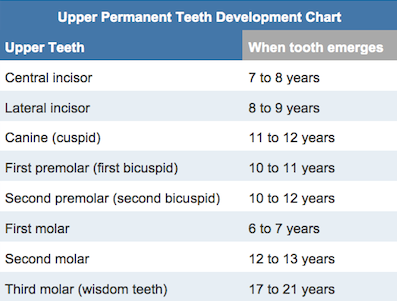 Children’s Permanent Teeth Chart
